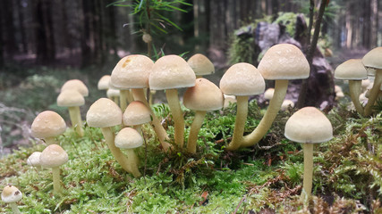 Grünblättriger Schwefelkopf