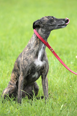 Brown Whippet in the garden