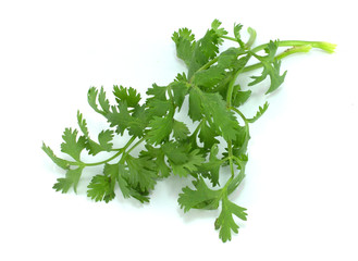 Coriander