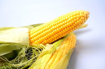 Delicious yellow summer corn on the cob