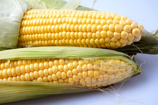 Delicious yellow summer corn on the cob