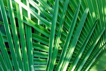 Foto auf Acrylglas Interwoven Palm Leaves Background © lidomo