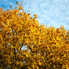 Fototapeta premium Autumn trees background.