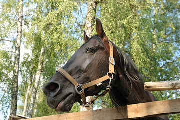 The head of a black horse behind a wooden fence.
