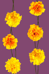 Fototapeta na wymiar yellow flowers wallpaper