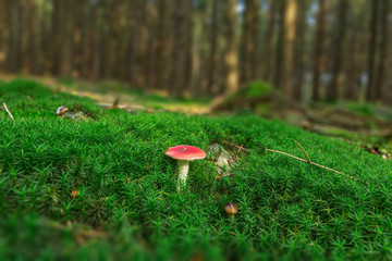 Pilz, Moos, Wald