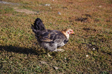 Portrait of a chicken, poultry.