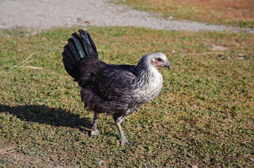 Portrait of a chicken, poultry.