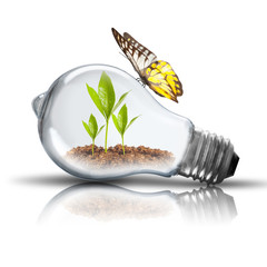 Light bulb with plant growing inside and butterfly