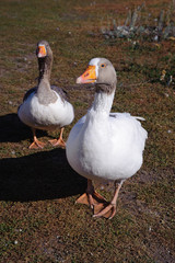 Home beautiful bird, goose.