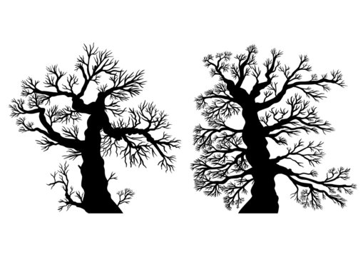 Sammlung: Zwei alte Bäume – Vektor, schwarz, freigestellt