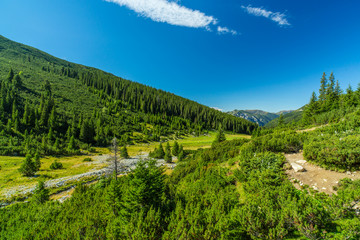 Pastoral mountain scenery and fir trees in the Alps, in summer