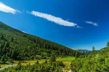 Pastoral mountain scenery and fir trees in the Alps, in summer