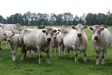 Herd of cows grazing in meadow.