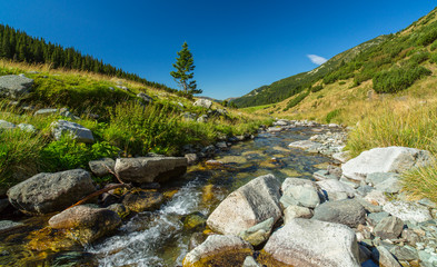 Pastoral summer scenery in the mountains, with fir tree forests
