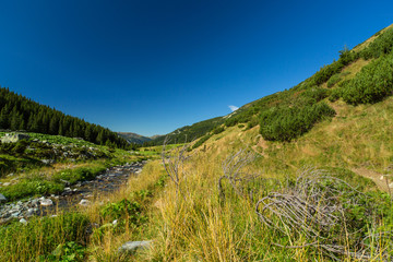 Pastoral summer scenery in the mountains, with fir tree forests