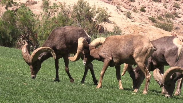 Desert Bighorn Sheep Rams