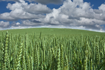 Naklejka premium corn fleld