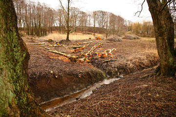 Forest after the woodcutter work