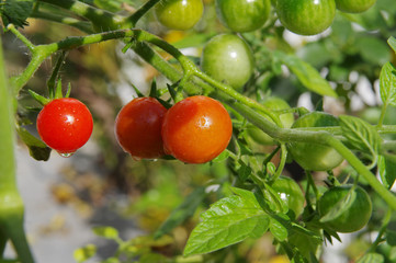 Green and red cherry tomatos