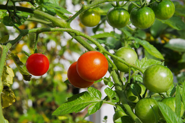 Green and red cherry tomatos