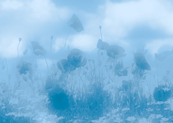 Fototapeta premium Summer wild flowers