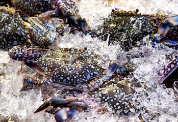 Fresh Horse Crab lay on ice in seafood supermarket.
