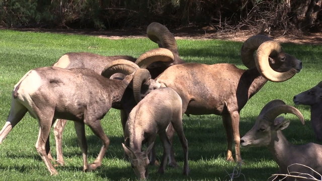 Desert Bighorn Sheep in Rut