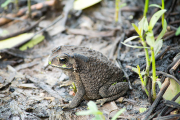 Toad 
