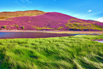 Colorful landscape scenery of Pentland hills slope covered by vi