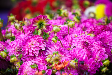 Beautiful pink dahlias flowers