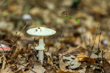 wild forrest mushroom