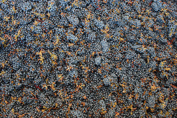 Harvest in the vineyards of Bordeaux, France