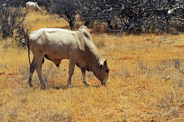 African Zebra