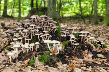 wild forrest mushroom