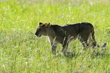 Lion
