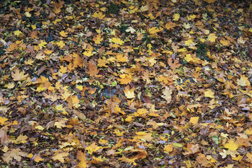 Autumn leaves