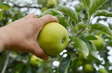 Hand erntet einen Apfel