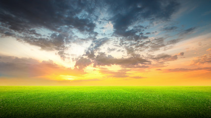 Field of green grass and sky