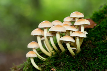 wild forrest mushroom