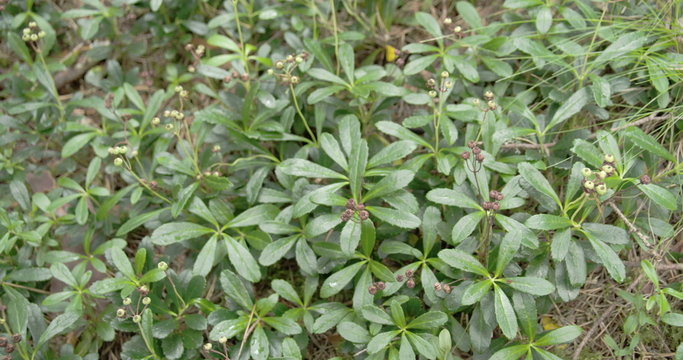 Blueberries on the ground of the forest