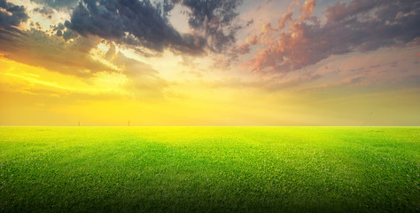 Field of green grass and sky