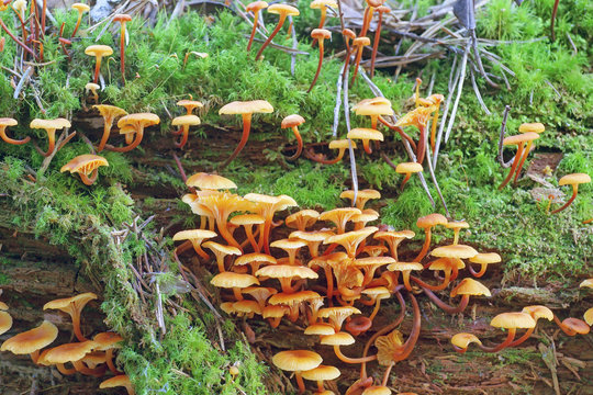 Mushrooms, growing on a tree