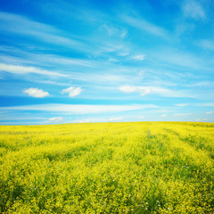 Fototapeta na wymiar rapeseed field
