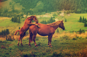 Obraz premium Bay horses playing in the mountains