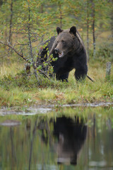 Fototapeta na wymiar Bear by a lake
