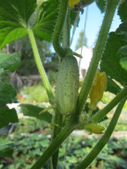 growing cucumber in the garden