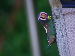 jolie chenille