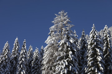 Wild Winter Landscape with spruce tree forest covered by snow