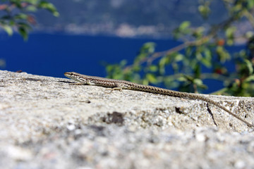 A little lizard at the lake garda